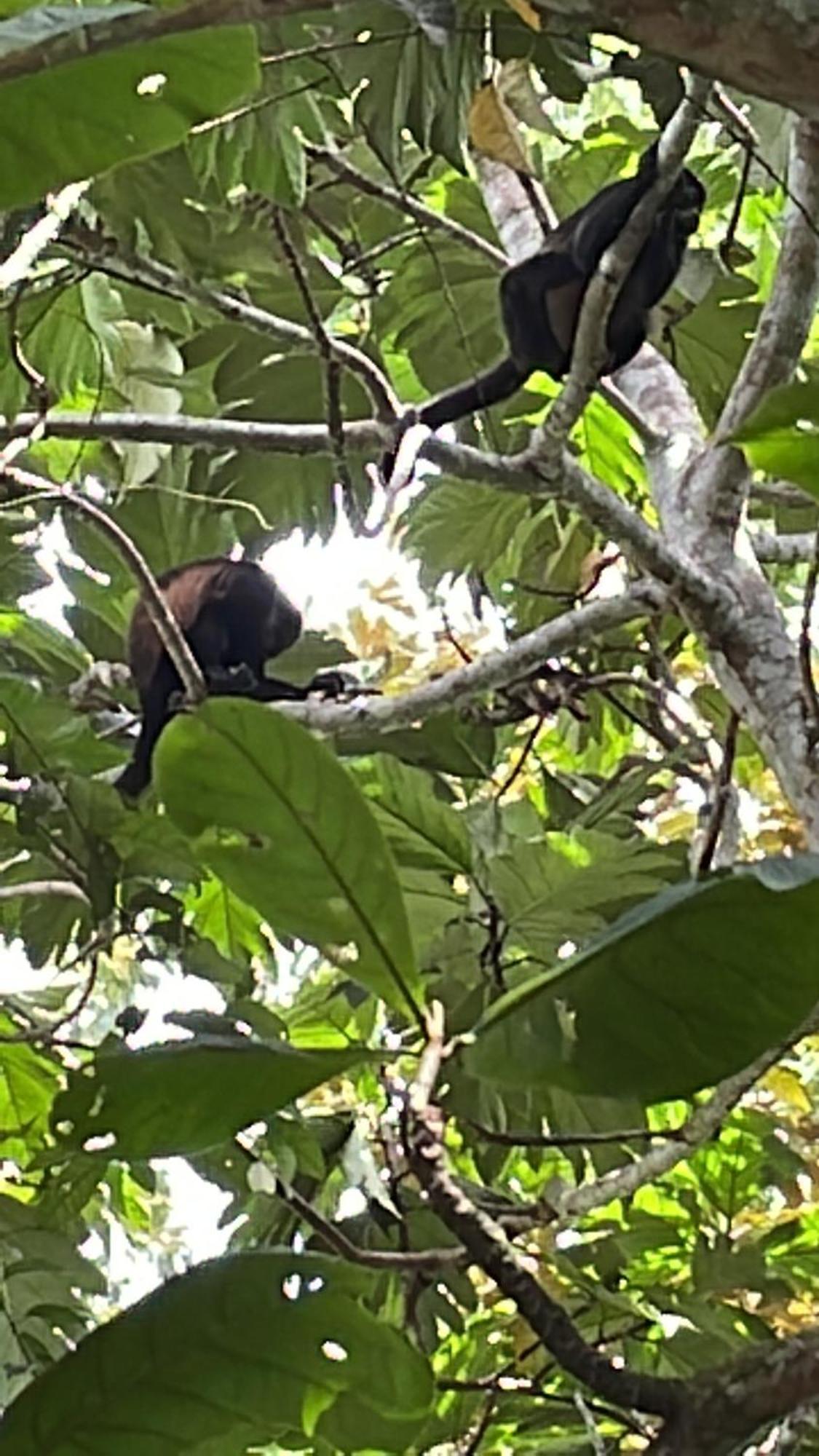 Papaya Wildlife Lodge Cahuita Buitenkant foto