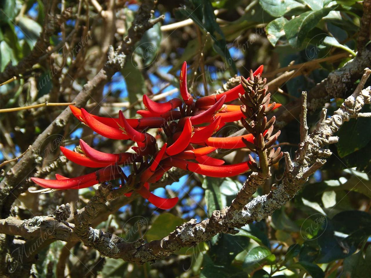 Papaya Wildlife Lodge Cahuita Buitenkant foto