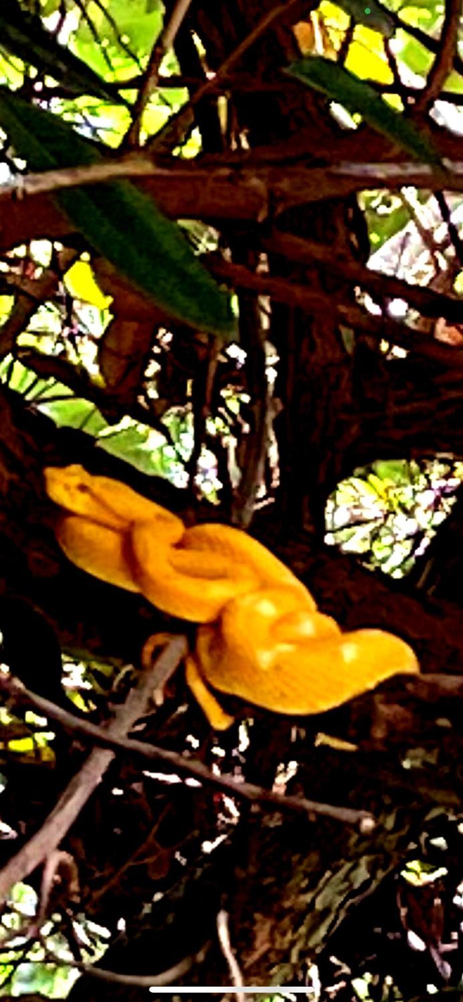 Papaya Wildlife Lodge Cahuita Buitenkant foto
