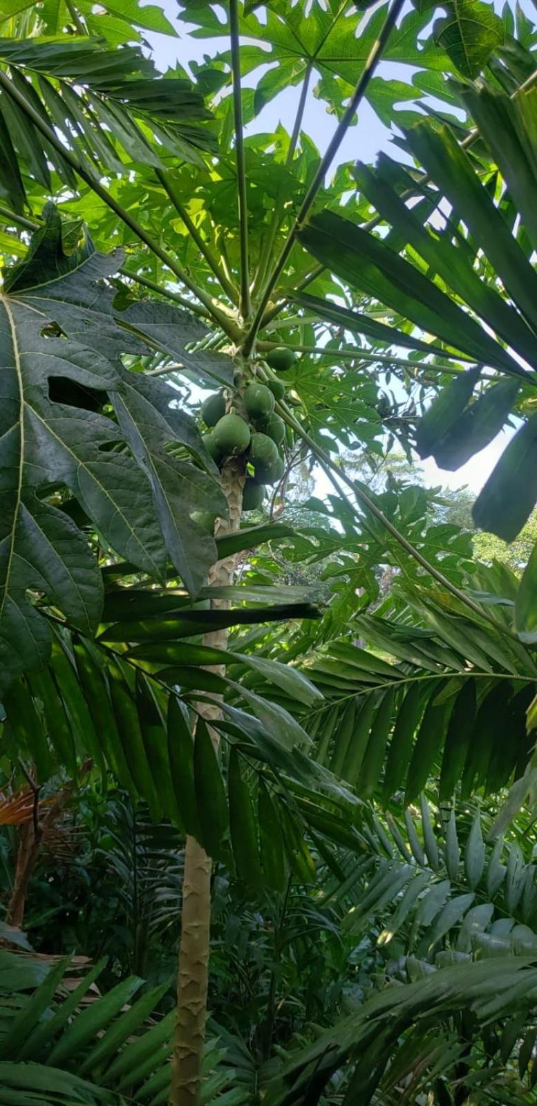Papaya Wildlife Lodge Cahuita Buitenkant foto