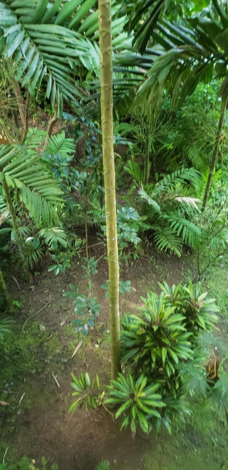 Papaya Wildlife Lodge Cahuita Buitenkant foto
