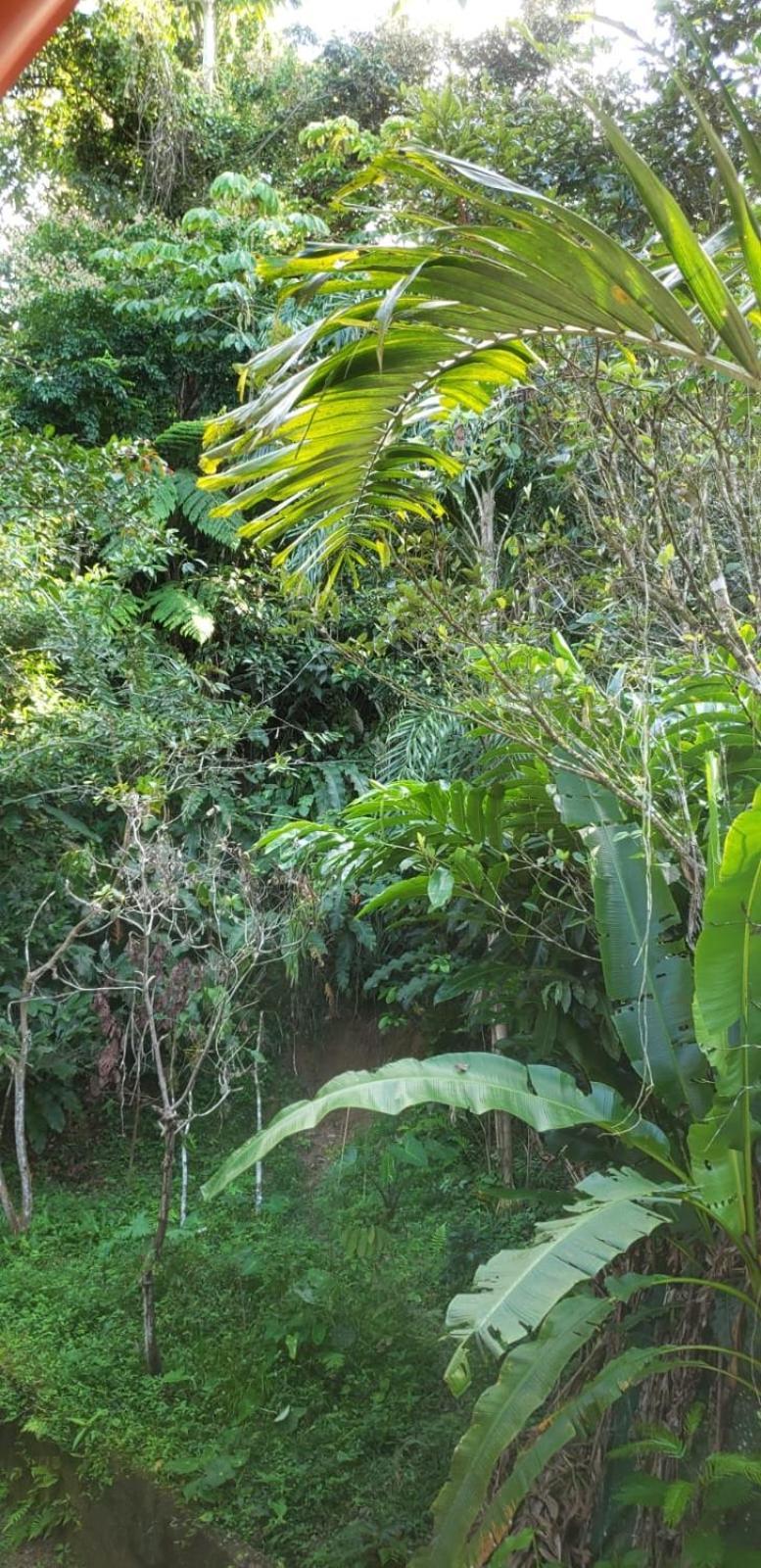 Papaya Wildlife Lodge Cahuita Buitenkant foto