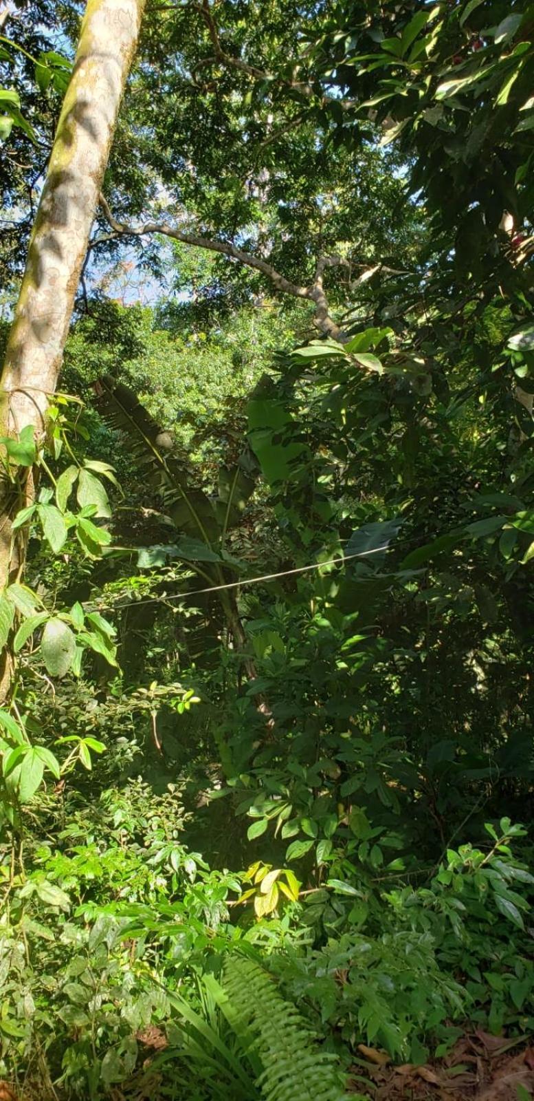 Papaya Wildlife Lodge Cahuita Buitenkant foto